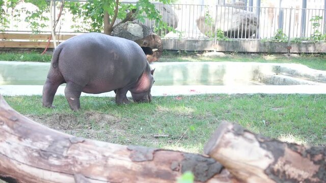 funny hippo in the zoo