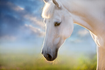 Grey horse with long mane run free against sunset sky