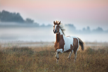 Piebald  horse run gallop on fog meadow