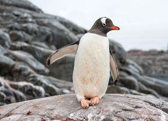 Fototapeta premium Antarctica, Antarctic Peninsula, A Gentoo Penguin at the Jougla Point on Wiencke Island. With the typical wide white stripe on his head. 