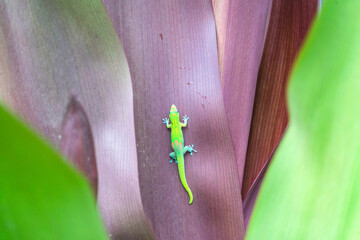 Gold Dust Day Gecko Hawaii