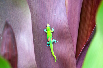 Gold Dust Day Gecko Hawaii