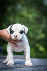 American bulldog purebred dog puppy outside. Green background and bull type dog.	