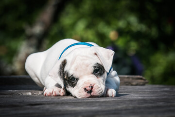 American bulldog purebred dog puppy outside. Green background and bull type dog.	