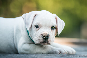 American bulldog purebred dog puppy outside. Green background and bull type dog.	