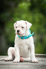 American bulldog purebred dog puppy outside. Green background and bull type dog.