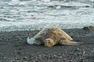 Big Island, Hawaii/USA - September. 29 2019 , Black Sand beach