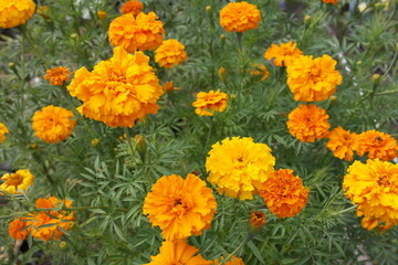 Tagétes erécta. Flowers marigolds erect close-up, yellow-orange color.