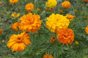 Tagétes erécta. Flowers marigolds erect close-up, yellow-orange color.