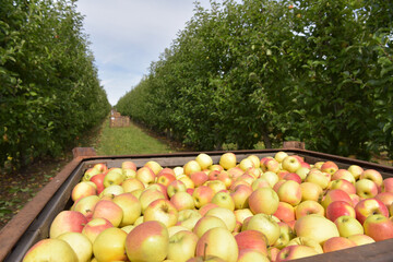 apple harvest - crates of fresh apples for transport and sale