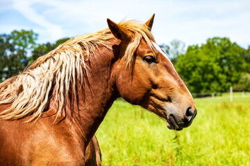 Obraz premium Pferde auf einer eingezäunten Weide im Hintergrund ein blauer Himmel, close-up.