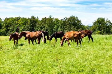 Pferde grasen auf einer Weide und ein blauer Himmel.