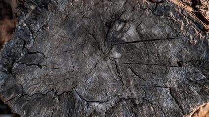 wood cut, old tree stump, top view,