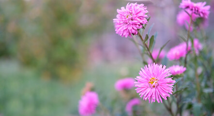 purple asters on blurred background, space for text, postcard,
