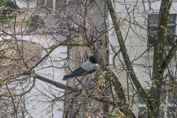 A big crow sits on an old branch. Autumn spring