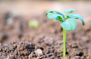 green sprout, symbol of the beginning of a new life, close-up nature renewal,
