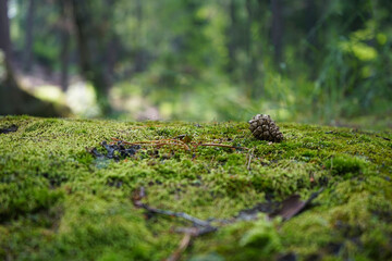 A stone covered with green moss on a blurred forest background. Close-up. Natural background with...