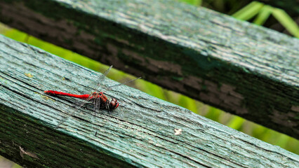 Crocothemis erythraea, Szafranka czerwona, czerwona ważka odpoczywa na ławce, zielonych deskach