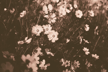 Cosmeya flower, brightly lit by the sun. Natural blooming background