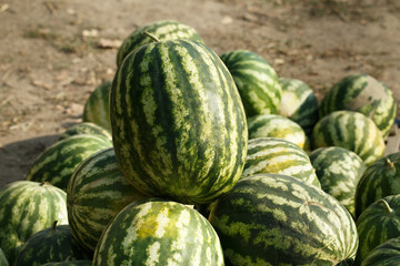 Watermelon or water melon fruit, heap many green watermelon close up 