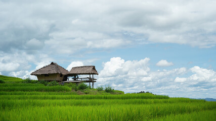 Fototapeta na wymiar Green Terraced Rice Field in Pa Bong Pieng , Mae Chaem, Chiang Mai, Thailand.