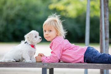 Child, cute boy, playing with dog pet in the park, maltese dog and kid enjoying friendship
