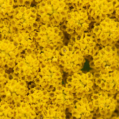 Achillea ageratum, a flowering plant in the sunflower family