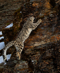 Fototapeta na wymiar Snow leopard (Panthera uncia) walking on a rocky cliff in winter