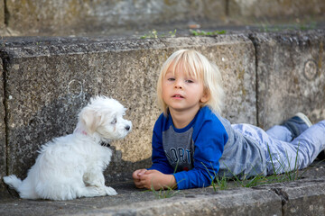 Child, cute boy, playing with dog pet in the park, maltese dog and kid enjoying friendship