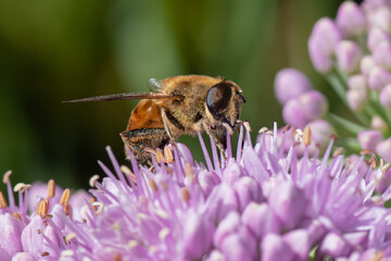 Honey bee collecting pollen