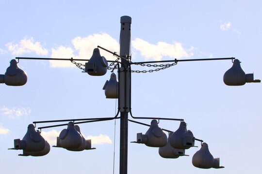 Purple Martin Bird House (Progne Subis)