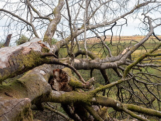 Obraz premium Fallen tree in Dartmoor, Devon