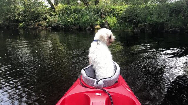 A small dog sits at the front of a kayak on a lake