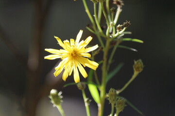 Bright yellow wildflower in the rays of sunlight on the background of a dark green forest on a summer day. Sunlight on yellow petals. Natural background close-up.
