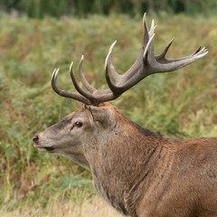 Closeup of a large red stag deer showing off his sharpened antlers
