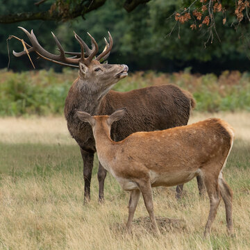 Large Red Stag Deer Roaring