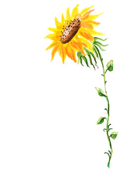 Yellow watercolor sunflowers. Flower on a white isolated background. Autumn plant. Watercolor logo, element, drawing for your design. Sunflower harvest. Sunflower oil.