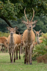 Naklejka na ściany i meble A young male red deer and several female deer