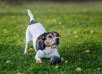 Dansk-Svensk G&aring;rdshund