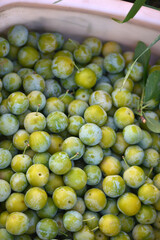 Yellow plum fruits. Food photo. Harvesting the yellow plum. Orchard. Healthy life. Agriculture....