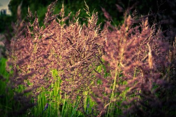 grass in the wind