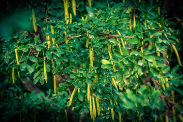 green leaves background