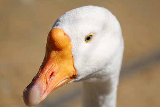 White goose close up. Side view. The head of a live white goose with blue eyes and an orange beak in sunlight against a background of yellow sand.