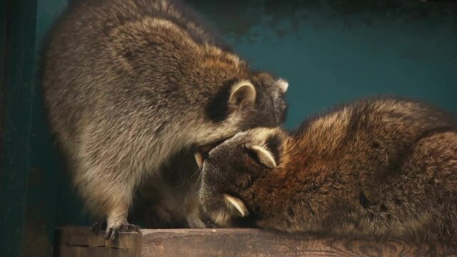 funny raccoon , zoo