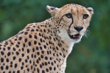 Gepard