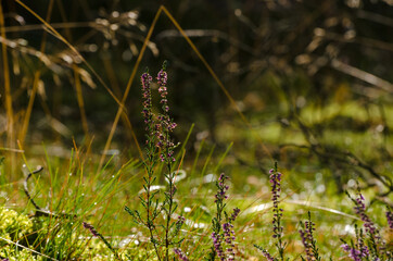 COMMON HEATHER - A forest clearing in rays of the sun