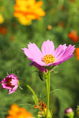 Fototapeta premium 美しいコスモス ピンク