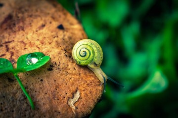 mushroom and snail