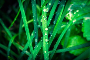 dew on a grass