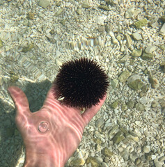 Sea urchin in the water